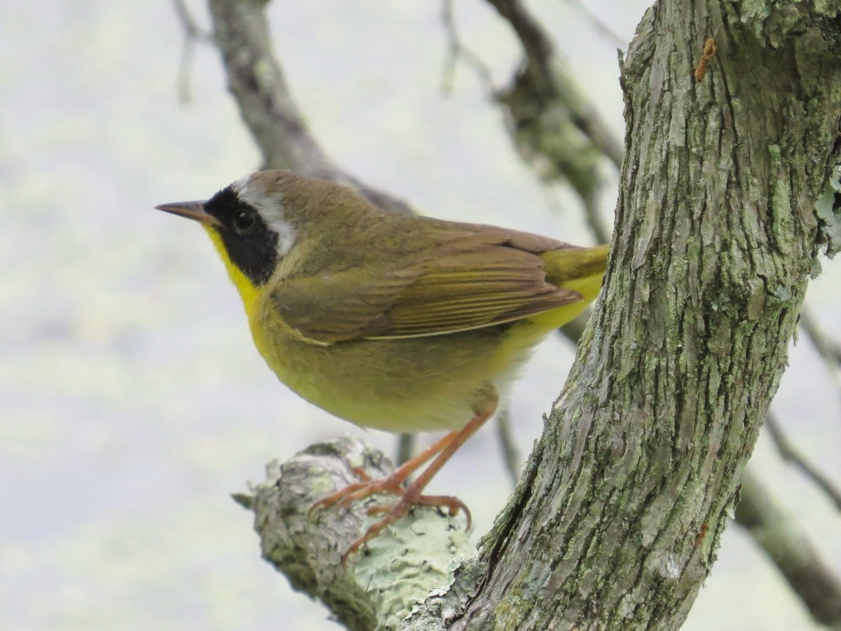 Paruline masquée - ML642044072