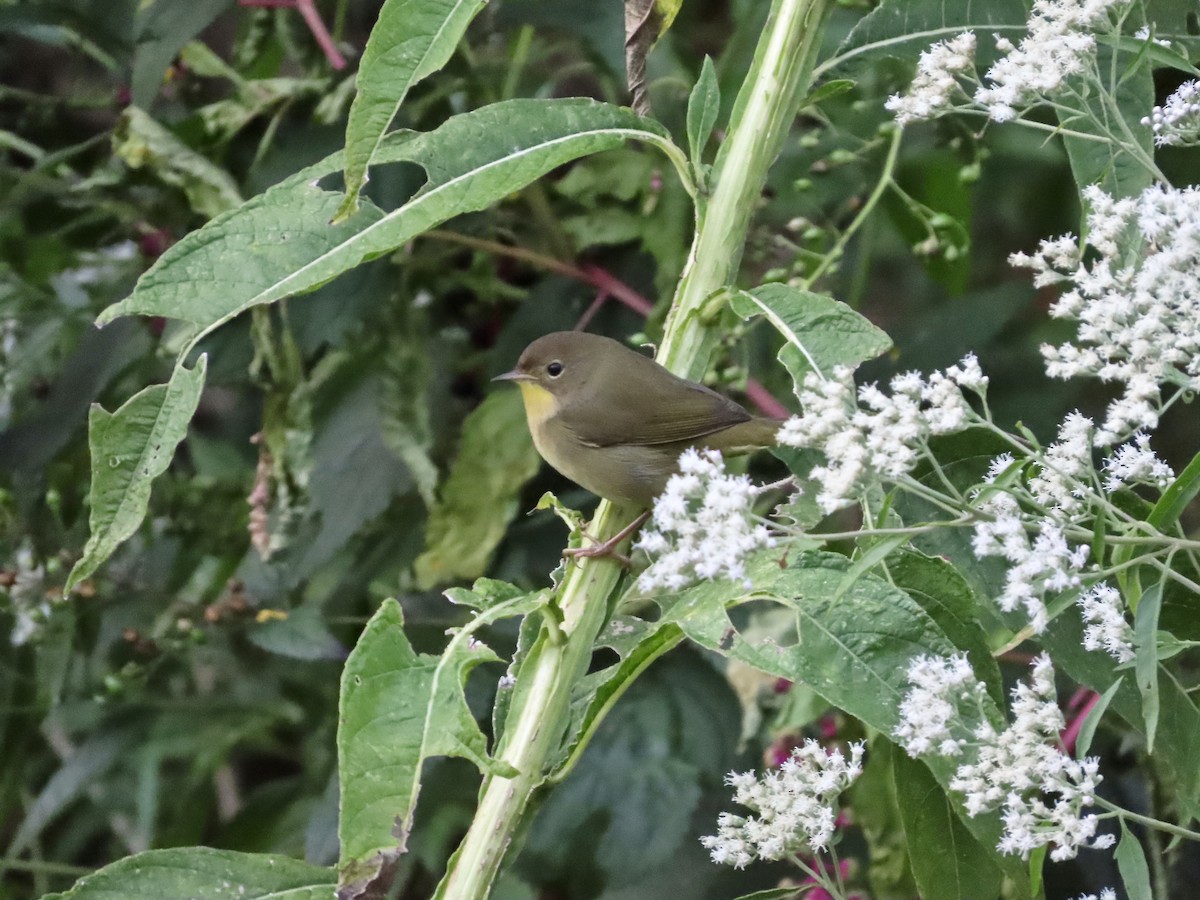 Common Yellowthroat - ML642044075