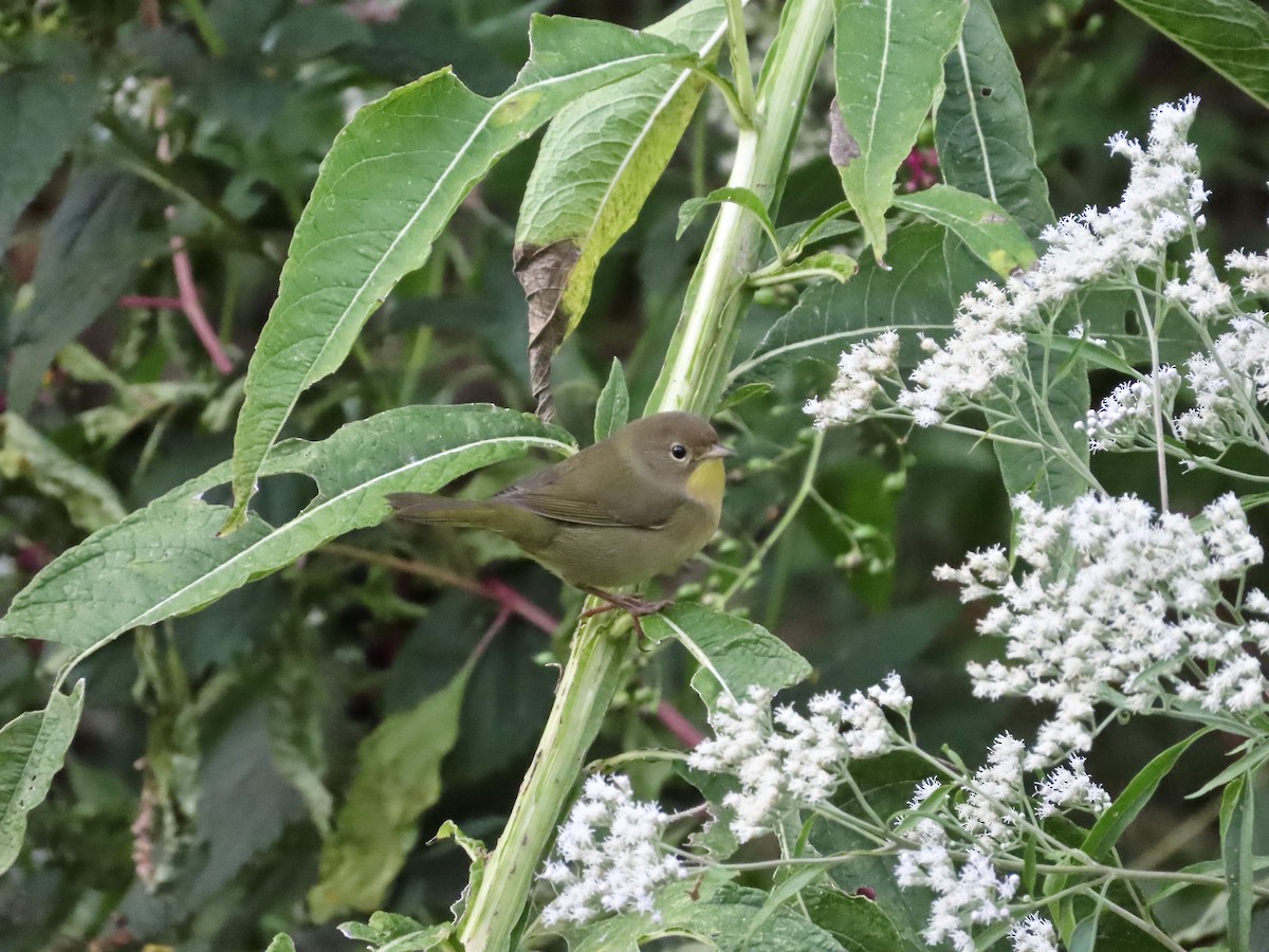 Common Yellowthroat - ML642044076