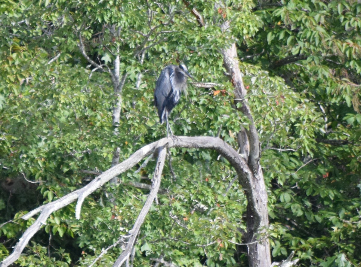 Great Blue Heron - ML642044079