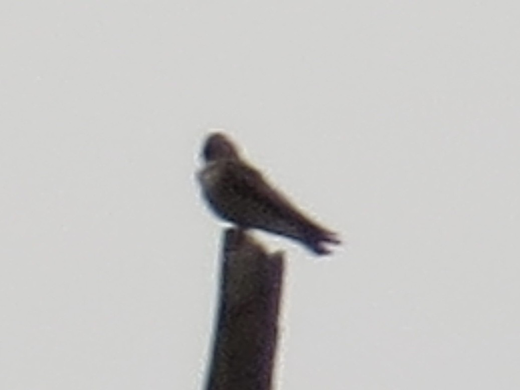 Hirondelle à ailes hérissées - ML642044085