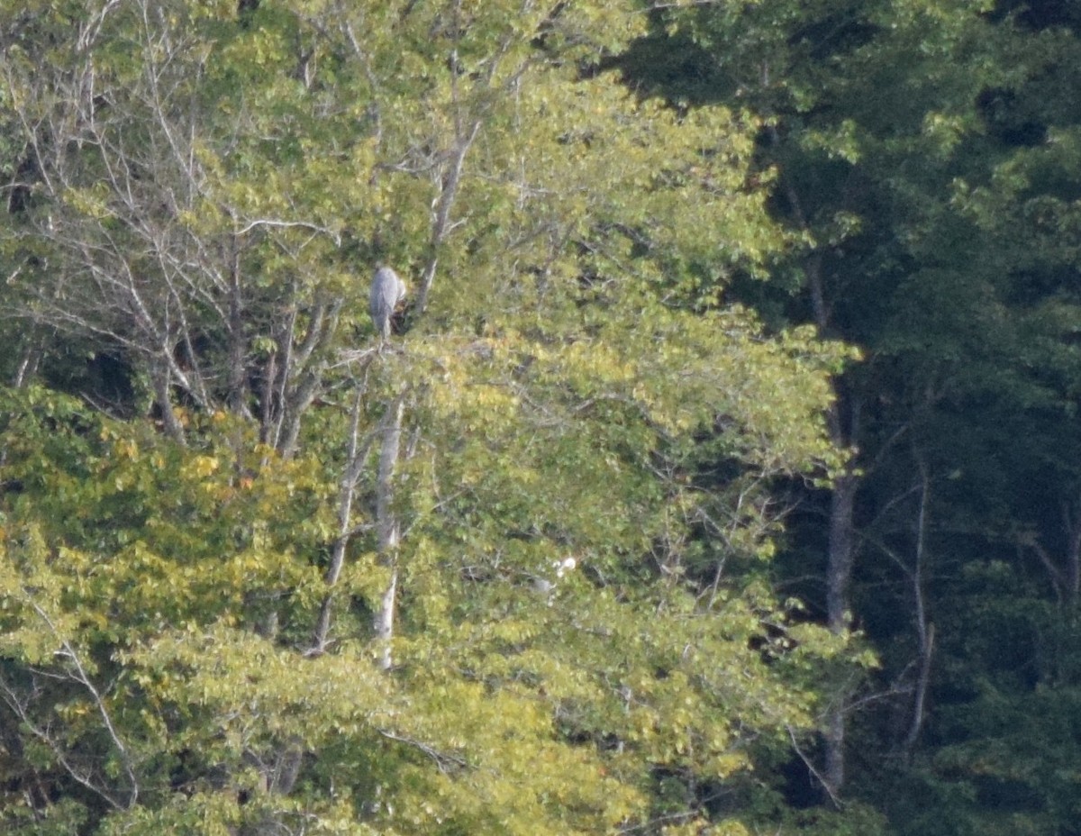 Great Blue Heron - ML642044090