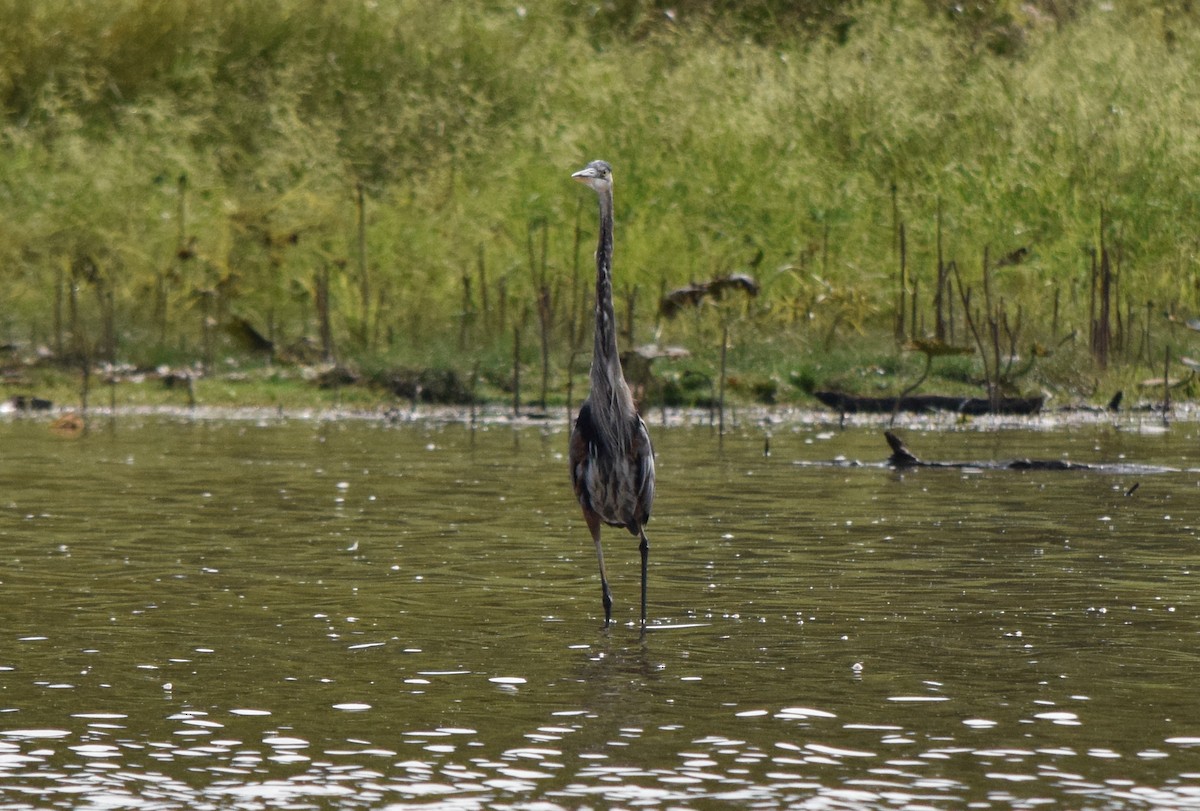 Great Blue Heron - ML642044091