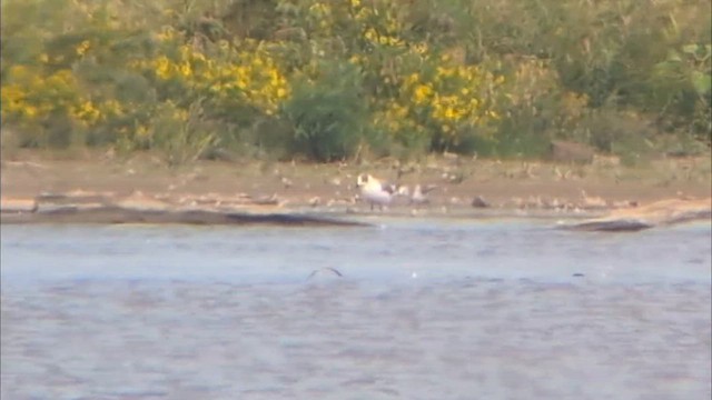 Sabine's Gull - ML642044093