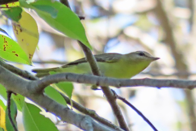Philadelphia Vireo - ML642044094