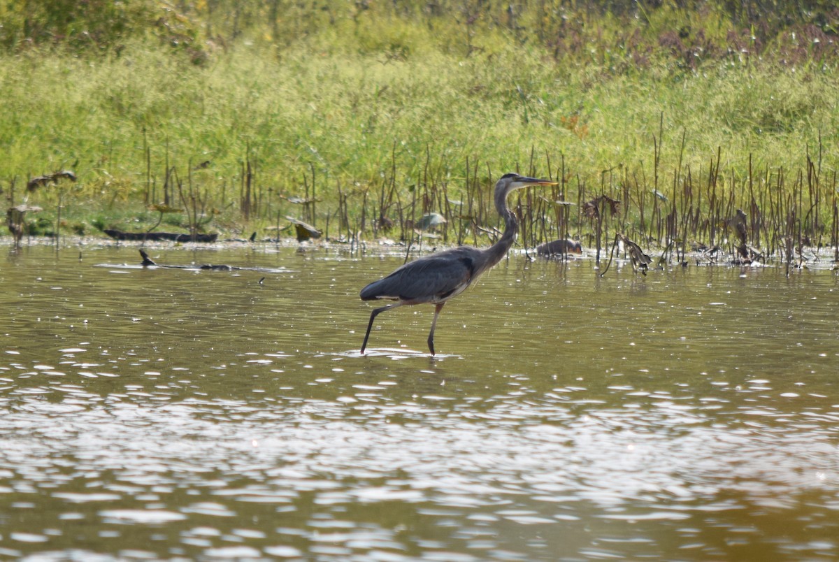 Great Blue Heron - ML642044096