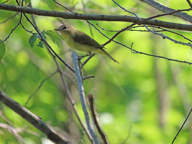 Philadelphia Vireo - ML642044101