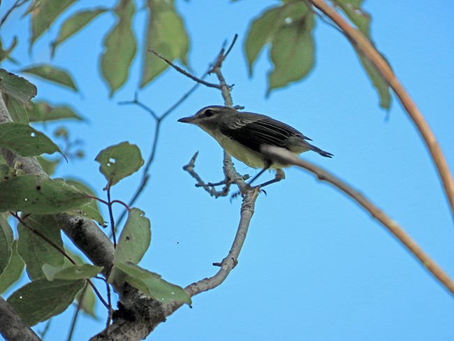 Philadelphia Vireo - ML642044108