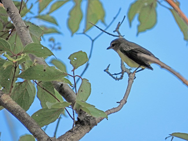Philadelphia Vireo - ML642044112