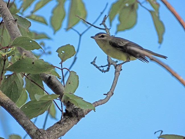 Philadelphia Vireo - ML642044114