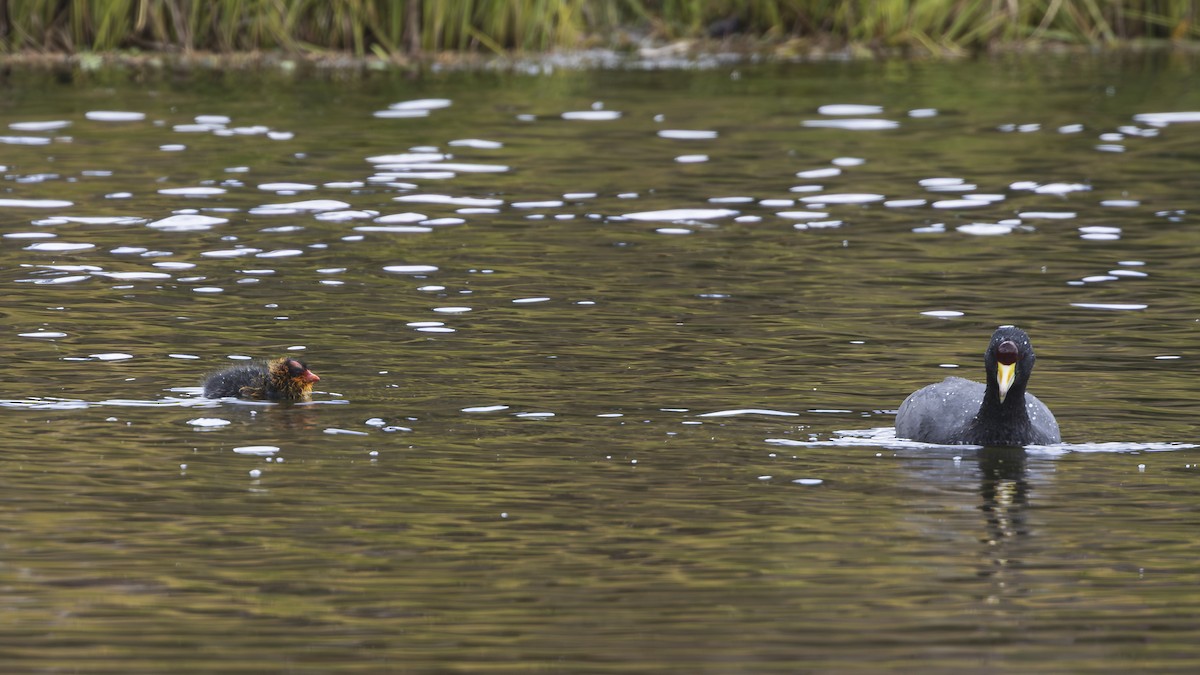 American Coot - ML642044116
