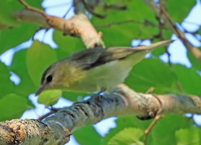 Philadelphia Vireo - ML642044132
