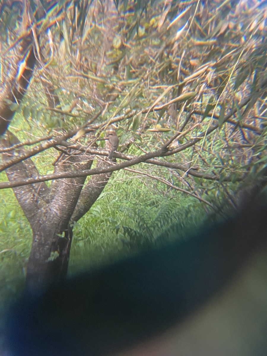 Bull-headed Shrike - ML642044135