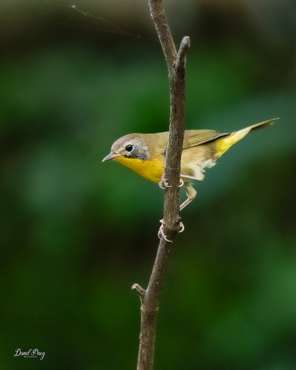 Common Yellowthroat - ML642044137