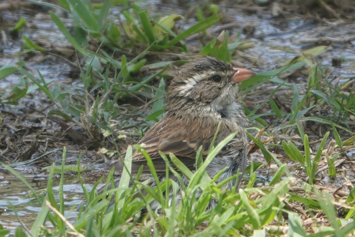 Collared Warbling Finch - ML642044143