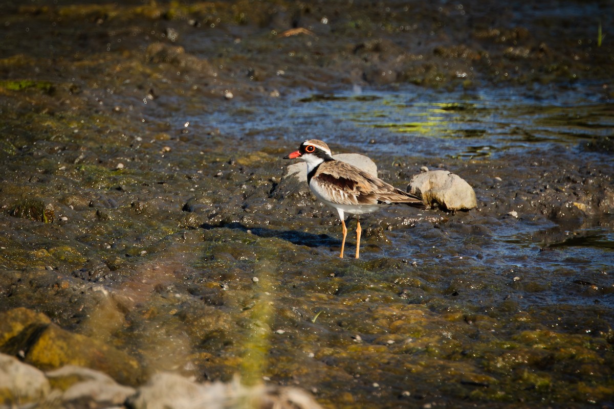 Black-fronted Dotterel - ML642044151