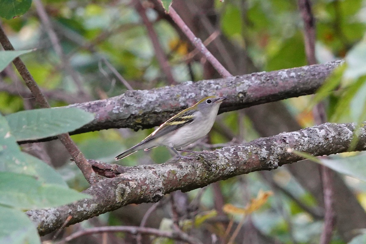 Chestnut-sided Warbler - ML642044166