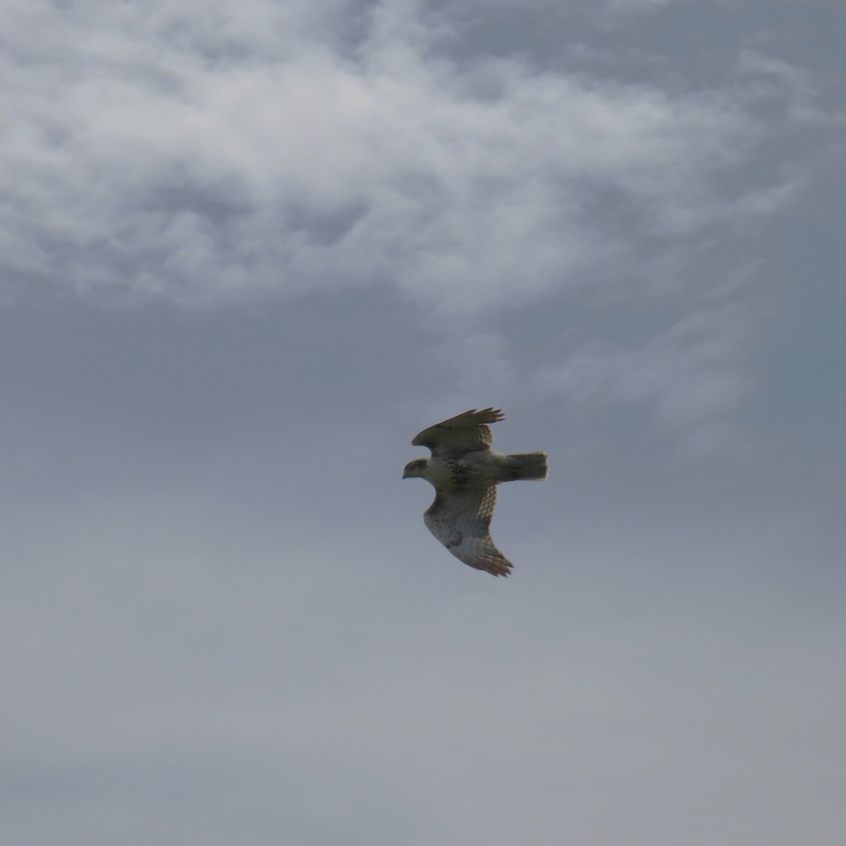 Red-tailed Hawk - ML642044167