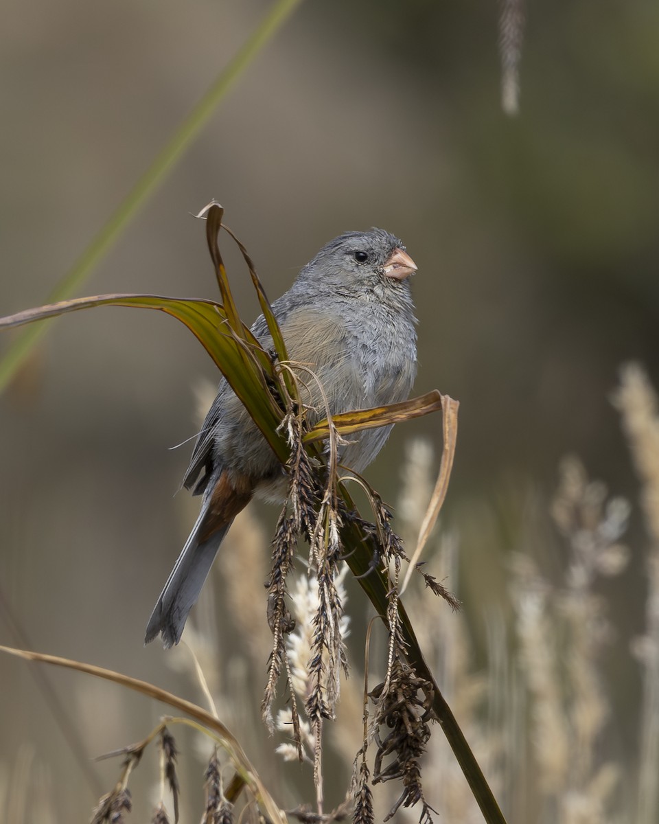 Plain-colored Seedeater - ML642044171