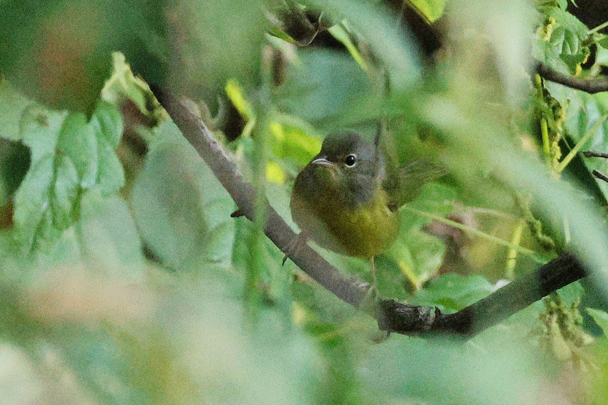 Mourning Warbler - ML642044197