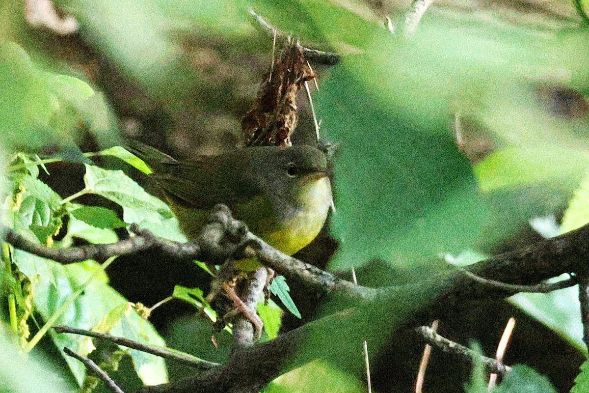 Mourning Warbler - ML642044199