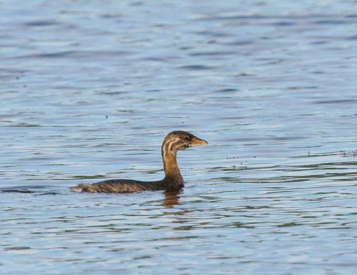 Pied-billed Grebe - ML642044209