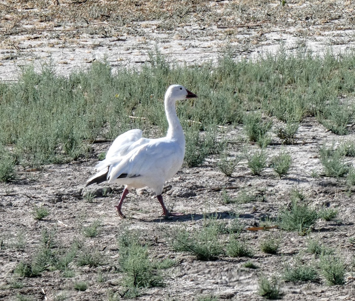 Snow Goose - ML642044212