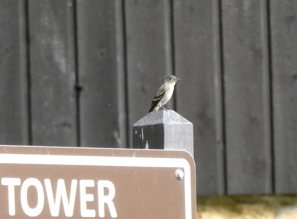 Eastern Wood-Pewee - ML642044214