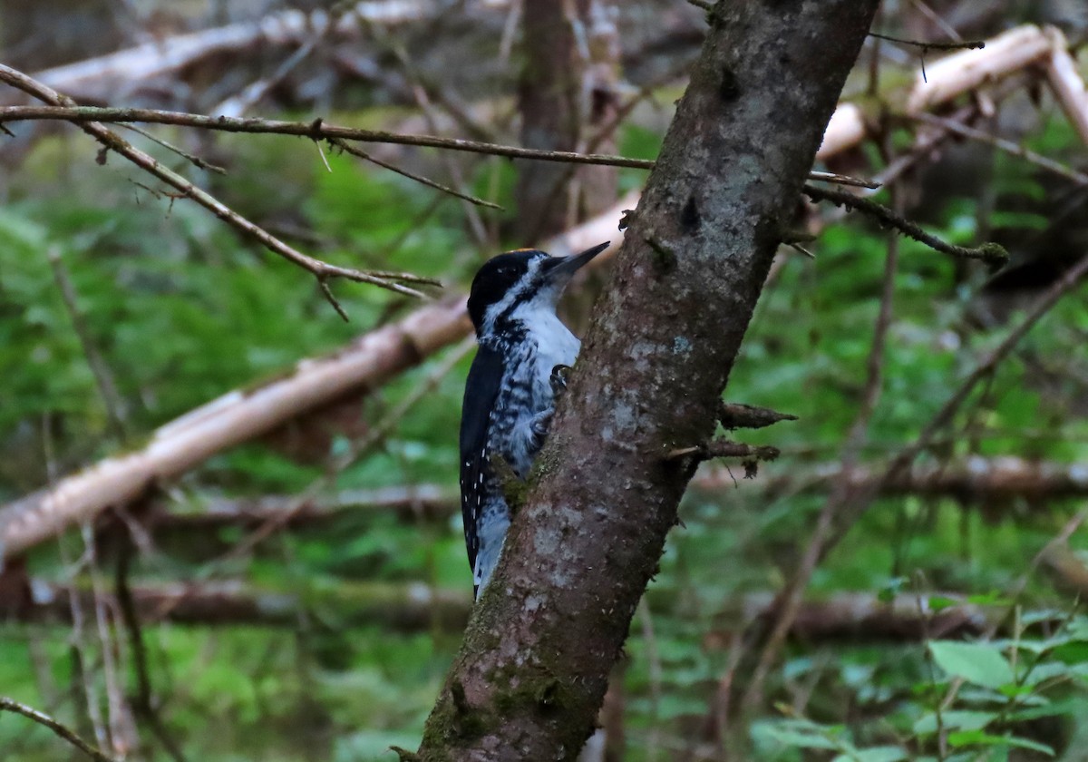 Black-backed Woodpecker - ML642044216