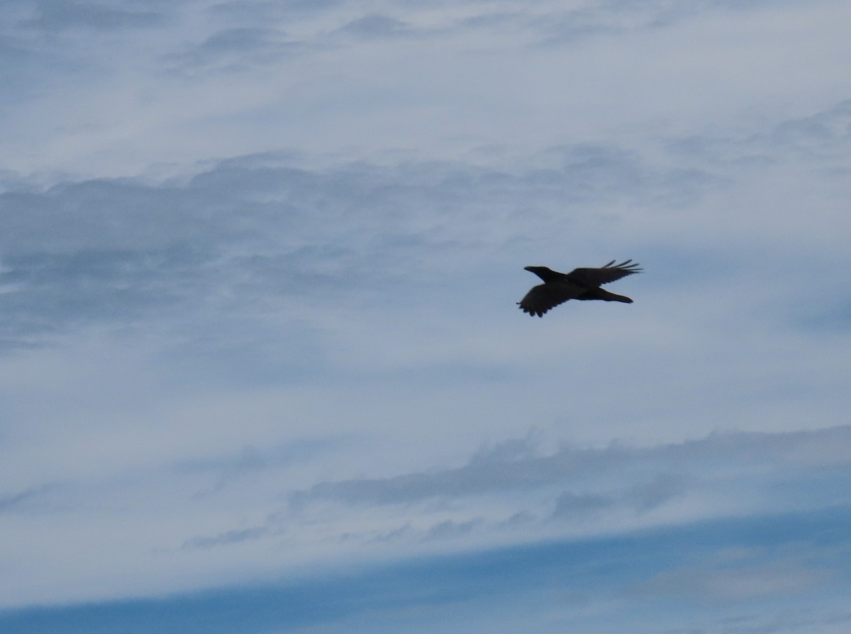 ravn - ML642044217