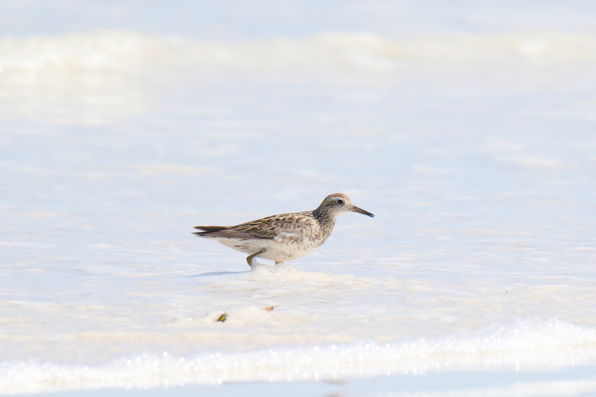 Spitzschwanz-Strandläufer - ML642044226