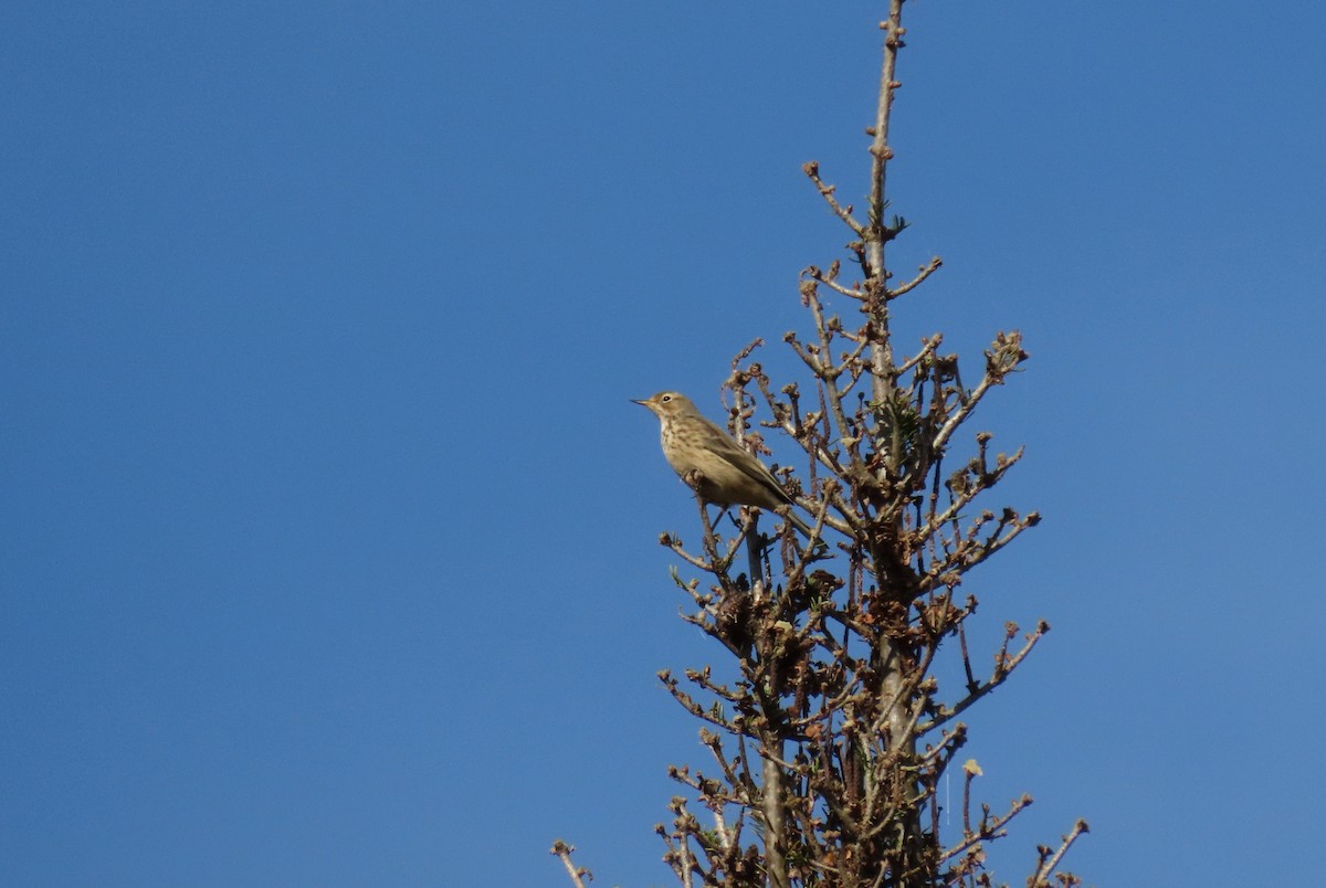 Pine Siskin - ML642044246