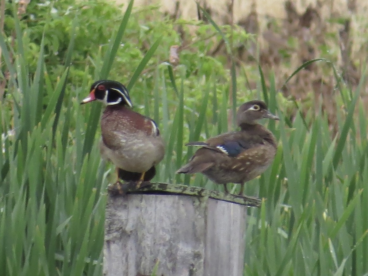 Canard branchu - ML642044258