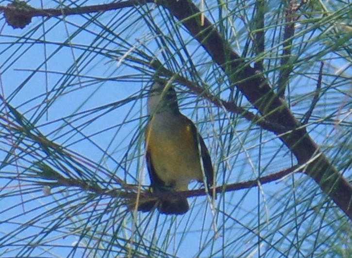 Bananaquit - ML642044259