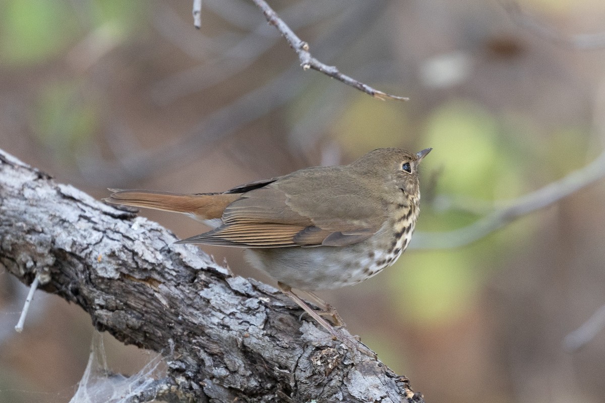 Hermit Thrush - ML642044272