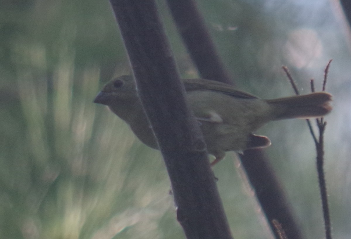 Black-faced Grassquit - ML642044303
