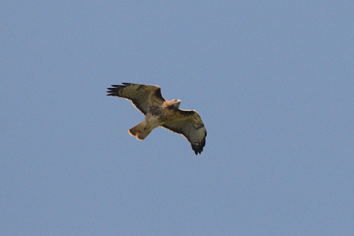Red-tailed Hawk - ML642044321