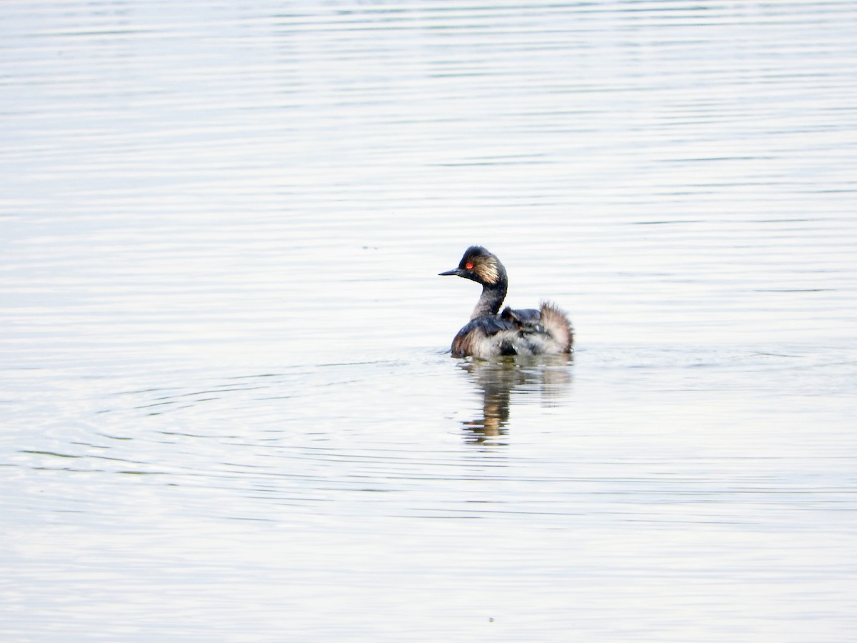 Eared Grebe - ML642044341