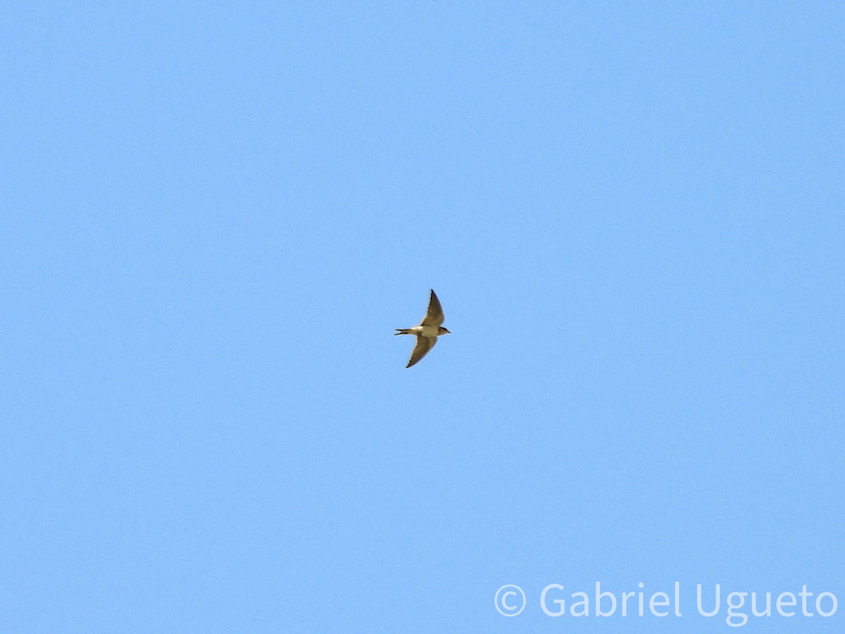 Golondrina Común - ML642044349