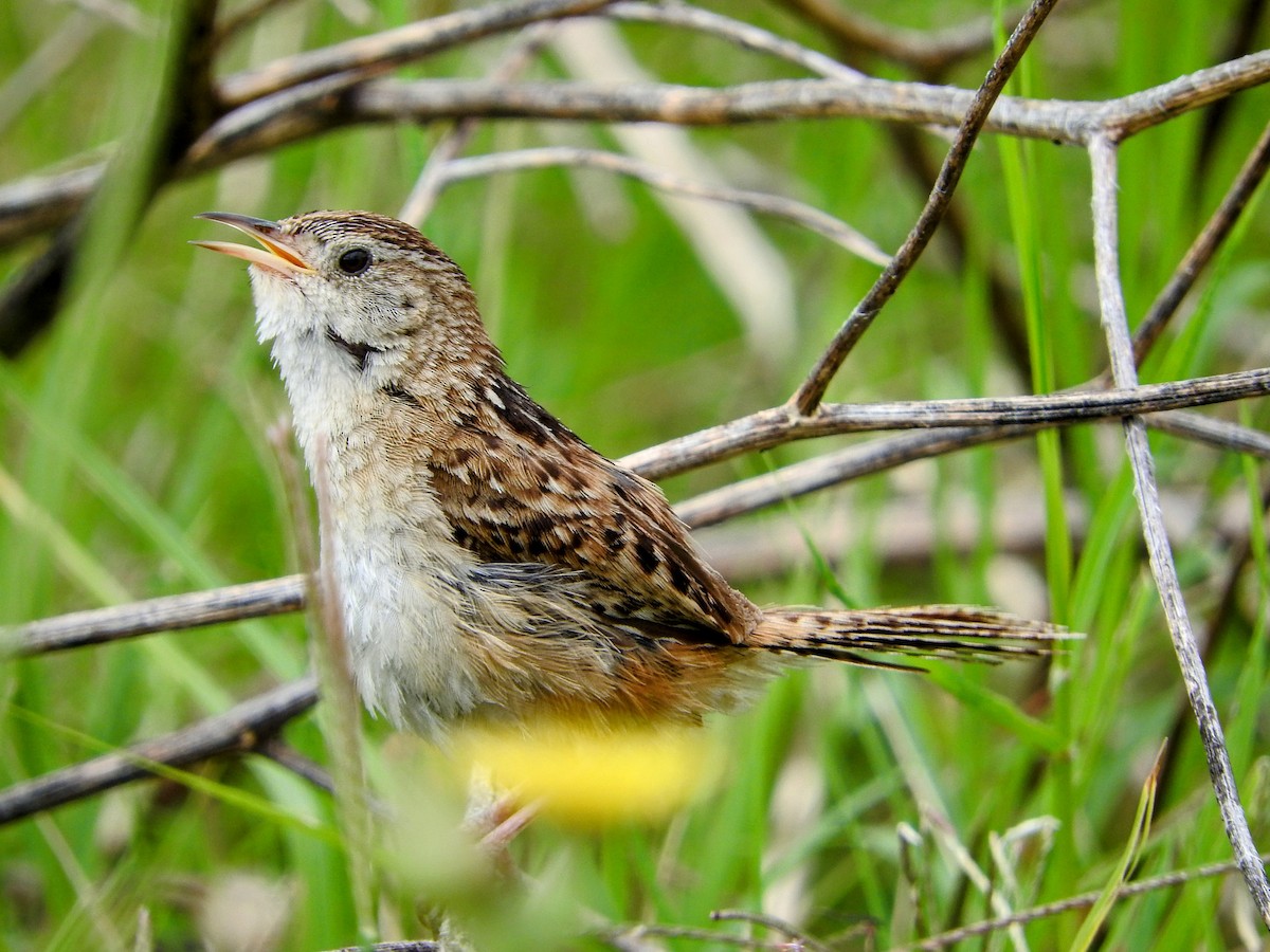Grass Wren - ML642044360