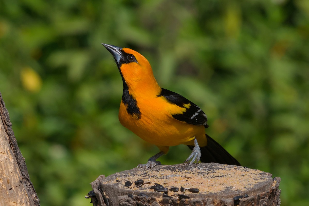 Altamira Oriole - ML642044374
