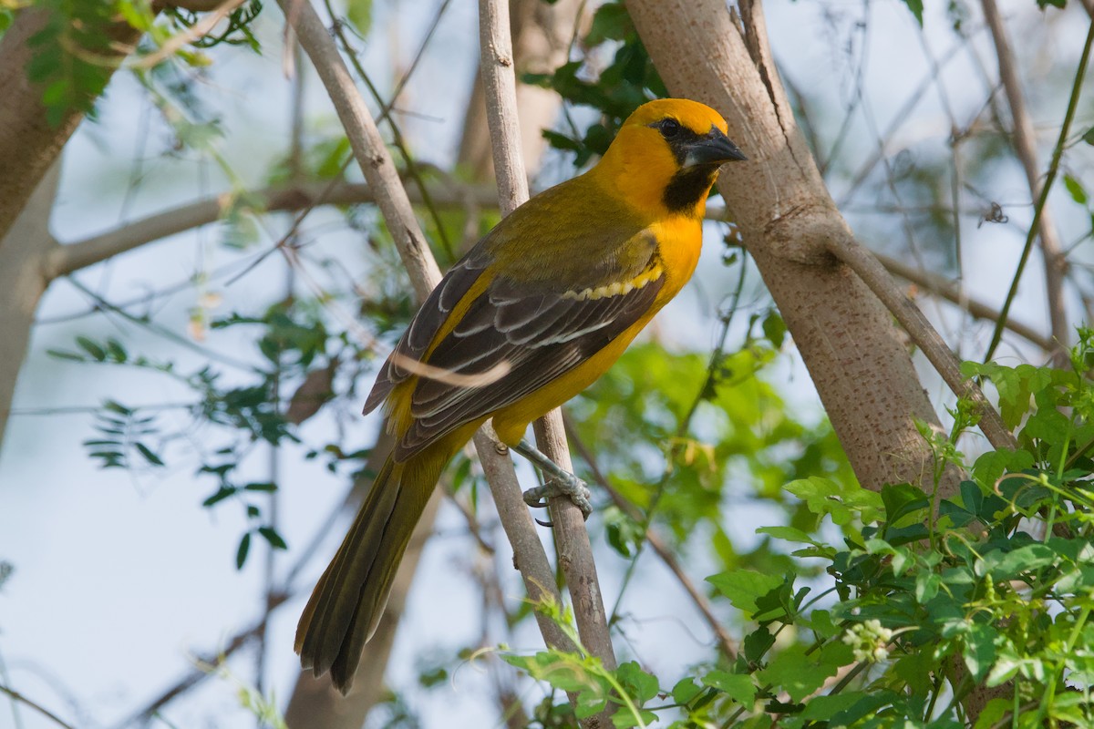Altamira Oriole - ML642044375