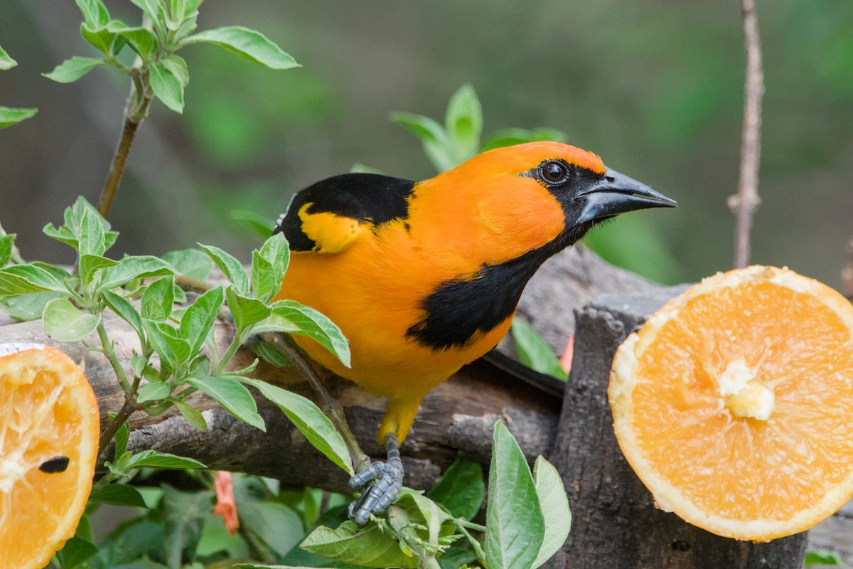Altamira Oriole - ML642044376