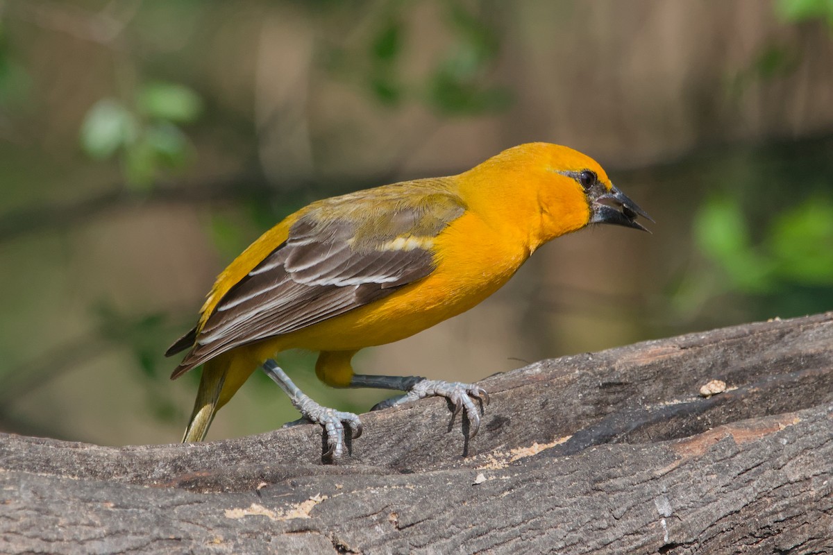 Altamira Oriole - ML642044377