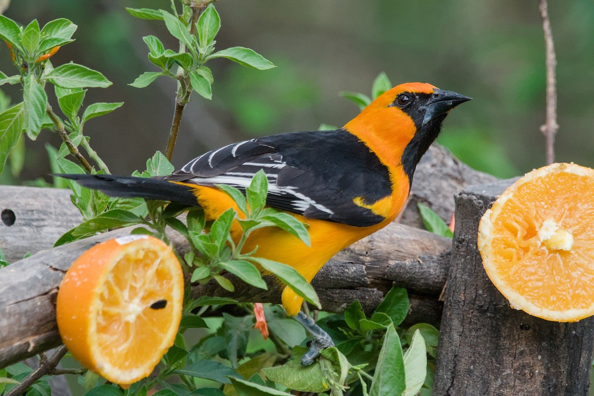 Altamira Oriole - ML642044378