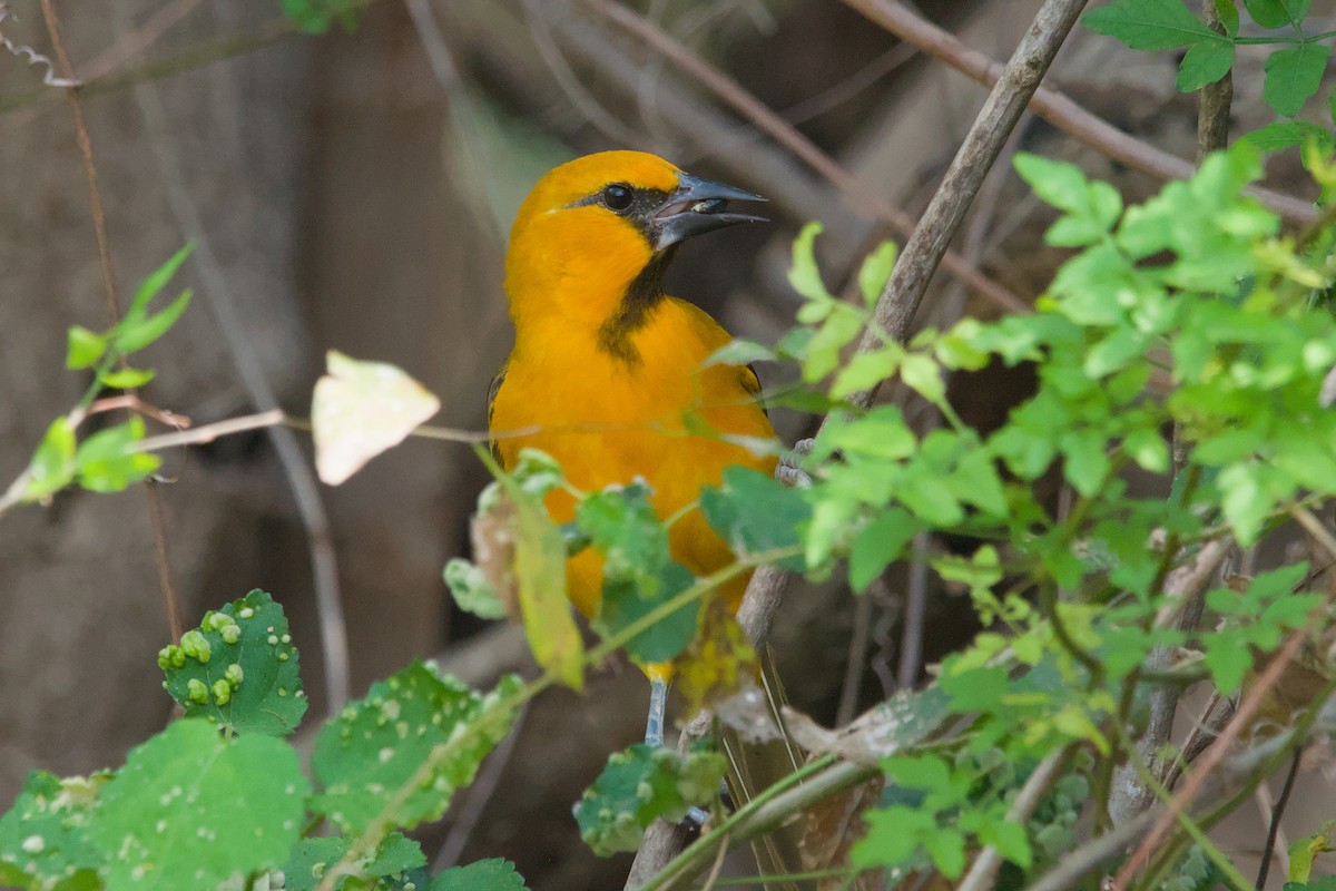 Altamira Oriole - ML642044379