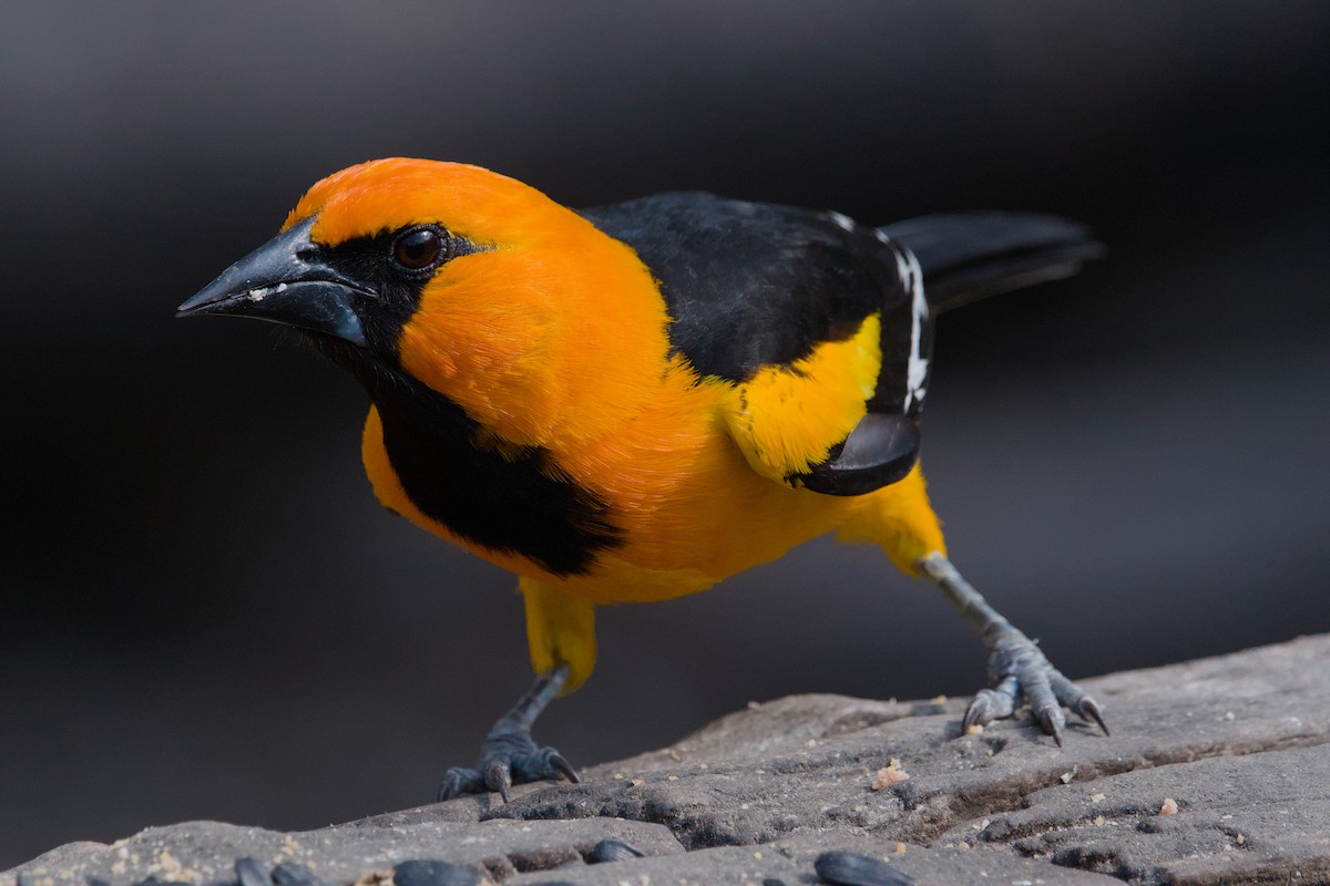 Altamira Oriole - ML642044380