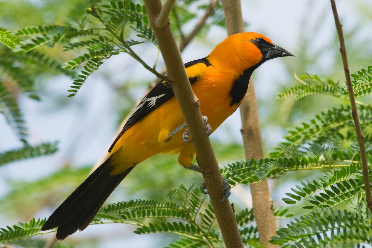 Altamira Oriole - ML642044381