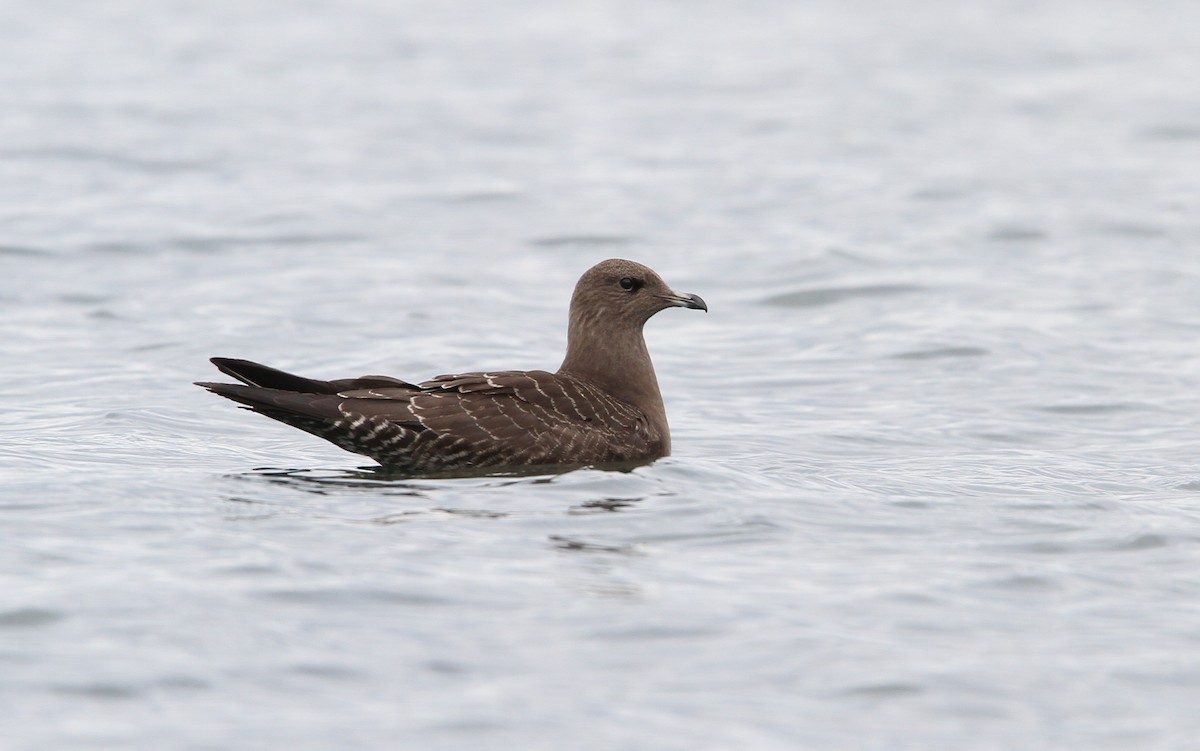Long-tailed Jaeger - Christoph Moning