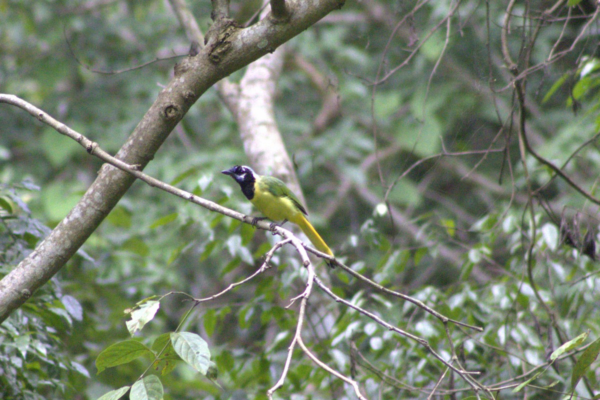 Green Jay (Green) - ML642044417